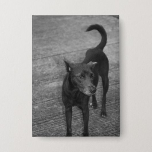 B&W - Aspin Button (Vorderseite)