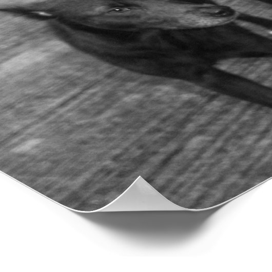 B&W - Aspin Poster (Ecke)