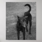 B&W - Aspin Poster (Vorne)