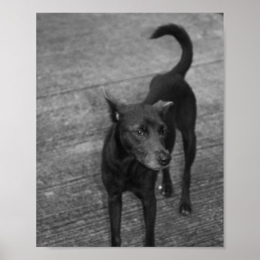 B&W - Aspin Poster (Vorne)