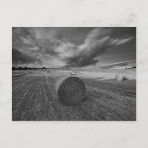 B&W Barley Field Postkarte