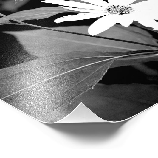 B&W-Blume Fotodruck (Ecke)