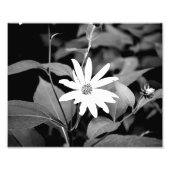 B&W-Blume Fotodruck (Vorne)