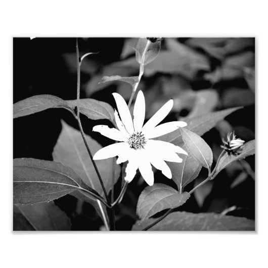 B&W-Blume Fotodruck (Vorne)
