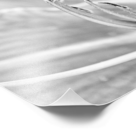 B&W Blume Macro Fotodruck (Ecke)