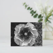 B/W Blume Postkarte (Stehend Vorderseite)