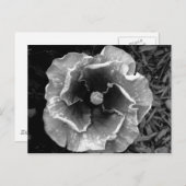 B/W Blume Postkarte (Vorne/Hinten)