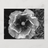B/W Blume Postkarte (Vorderseite)