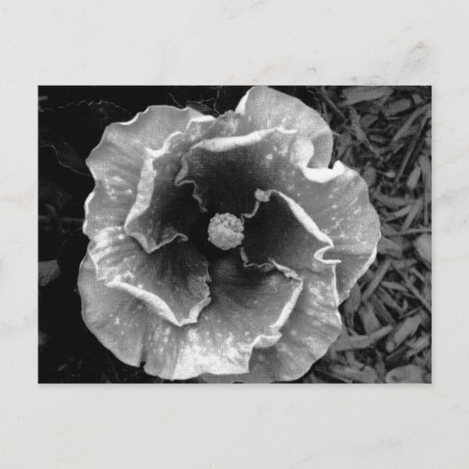 B/W Blume Postkarte (Vorderseite)