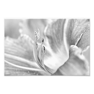 B&W Blumen-Makro Fotodruck