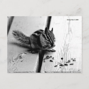 B&W Chipmunk-Eichhörnchen-Postkarte Postkarte