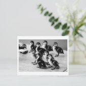B&W Ducklings Postkarte (Stehend Vorderseite)