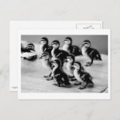 B&W Ducklings Postkarte (Vorne/Hinten)