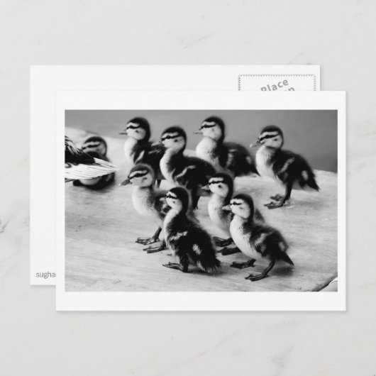 B&W Ducklings Postkarte (Vorne/Hinten)