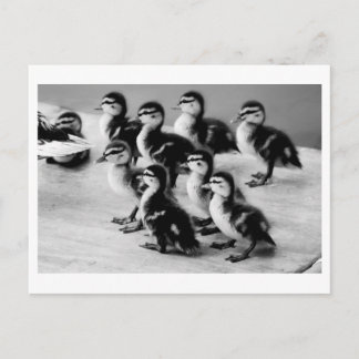 B&W Ducklings Postkarte
