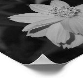 B&W - Gruppe Schwefelkosmos Poster (Ecke)