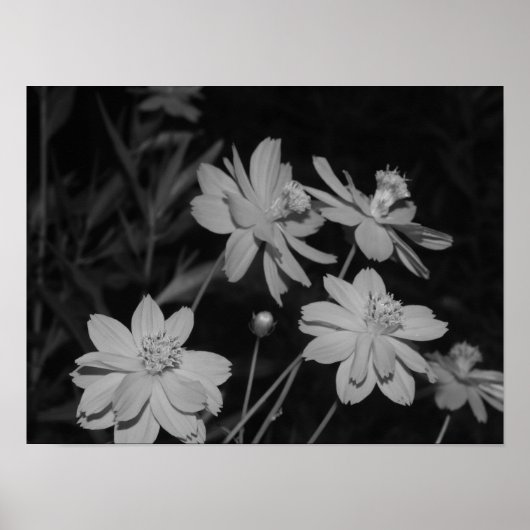 B&W - Gruppe Schwefelkosmos Poster (Vorne)