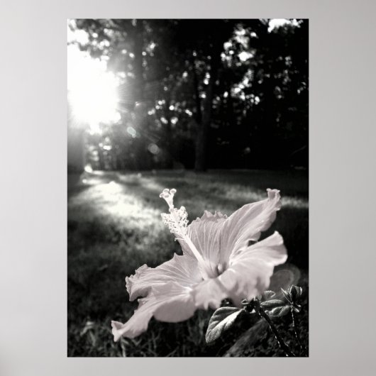 B&W Hibiskus Blume Poster (Vorne)