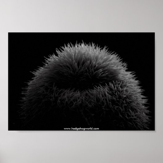 b&w Igel Poster (Vorne)