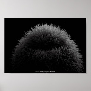 b&w Igelsplakat Poster