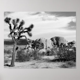 B&W Joshua Baum-Nationalpark Poster