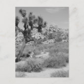 B&W Joshua Tree Nationalpark 3 Postkarte (Vorderseite)