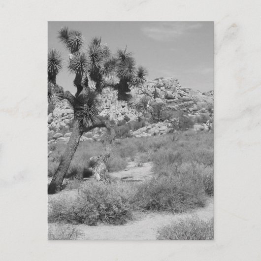B&W Joshua Tree Nationalpark 3 Postkarte (Vorderseite)