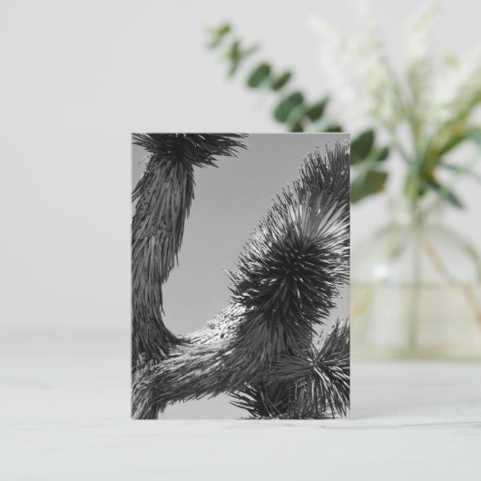 B&W Joshua Tree Nationalpark 4 Postkarte (Stehend Vorderseite)