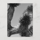 B&W Joshua Tree Nationalpark 4 Postkarte (Vorderseite)