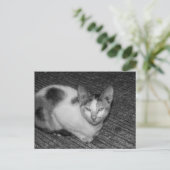 B&W - Kat 03 Feiertagspostkarte (Stehend Vorderseite)