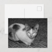 B&W - Kat 03 Feiertagspostkarte (Vorne/Hinten)
