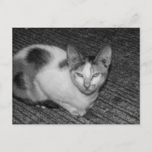 B&W - Kat 03 Feiertagspostkarte