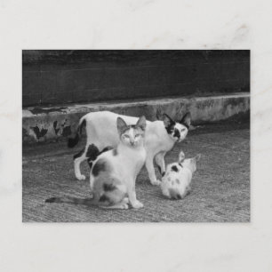 B&W - Katzen Feiertagspostkarte