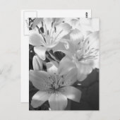b&w-Lilien Postkarte (Vorne/Hinten)