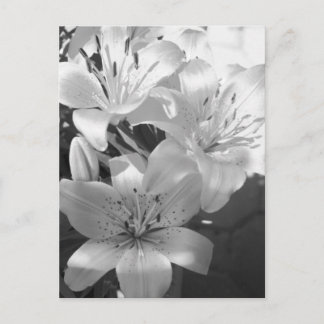b&w-Lilien Postkarte