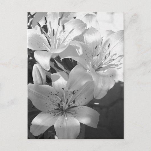 b&w-Lilien Postkarte (Vorderseite)