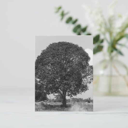 B&W Mango Tree Postkarte (Stehend Vorderseite)