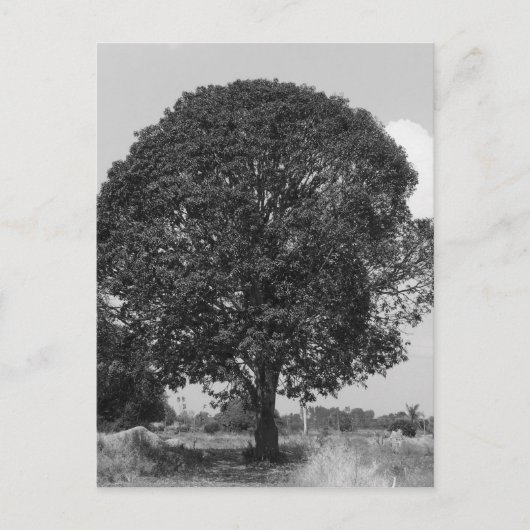 B&W Mango Tree Postkarte (Vorderseite)