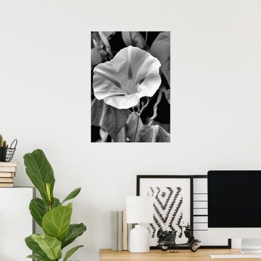 B & W Morning Glory Print Poster (Heimbüro)