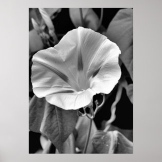 B & W Morning Glory Print Poster