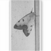 B&W - Ophiusa tirhaca, der grüne Drache Aufkleber (Vorderseite)