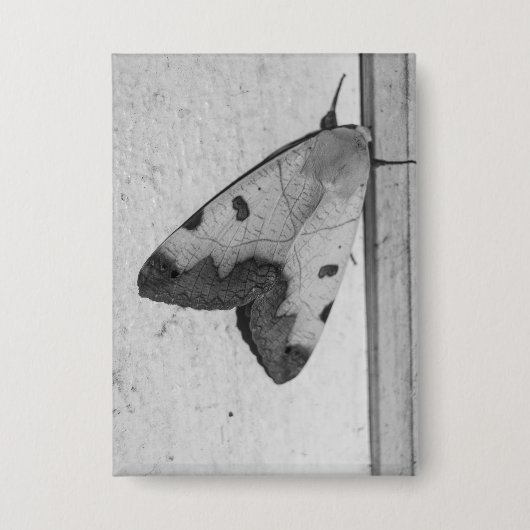 B&W - Ophiusa tirhaca, der grüne Drache Button (Vorderseite)