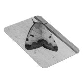 B&W - Ophiusa tirhaca, der grüne Drache Magnet (Rechte Seite)