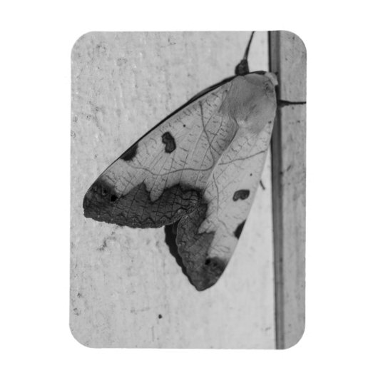 B&W - Ophiusa tirhaca, der grüne Drache Magnet (Vertikal)