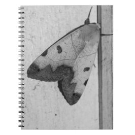 B&W - Ophiusa tirhaca, der grüne Drache Notizblock