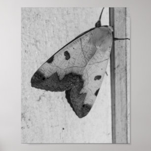B&W - Ophiusa tirhaca, der grüne Drache Poster