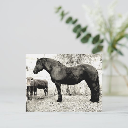 B&W Percheron Mare Postkarte (Stehend Vorderseite)