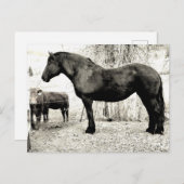 B&W Percheron Mare Postkarte (Vorne/Hinten)