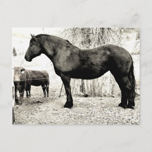 B&W Percheron Mare Postkarte (Vorderseite)
