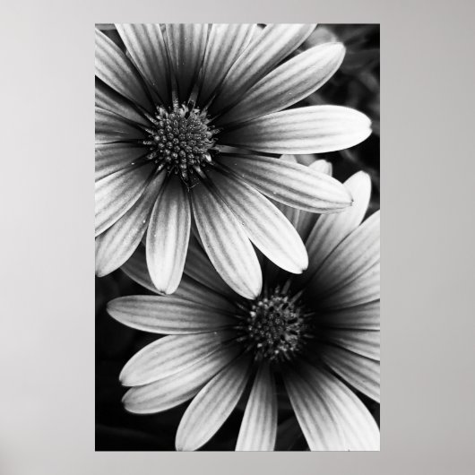 B&W Petals #6 Poster (Vorne)